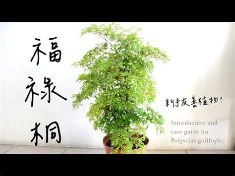 福 祿 桐擺放 位置|【福祿桐風水】找出福祿桐最旺宅的位置！家居招財、保平安一次。